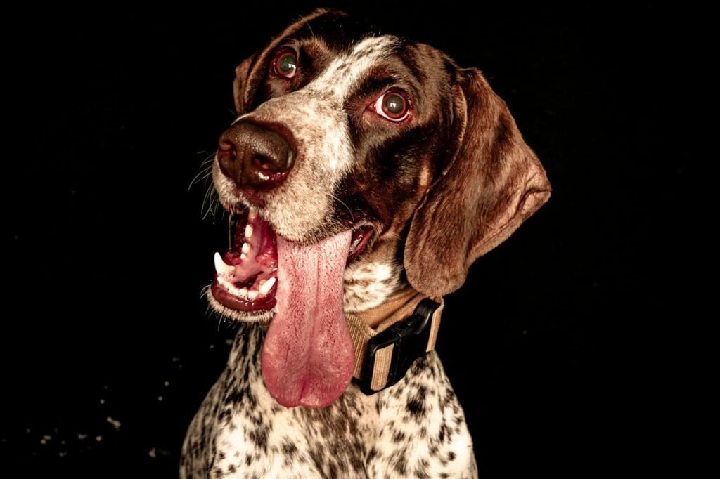 Ernährungsplan Hunde im Leistungssport
