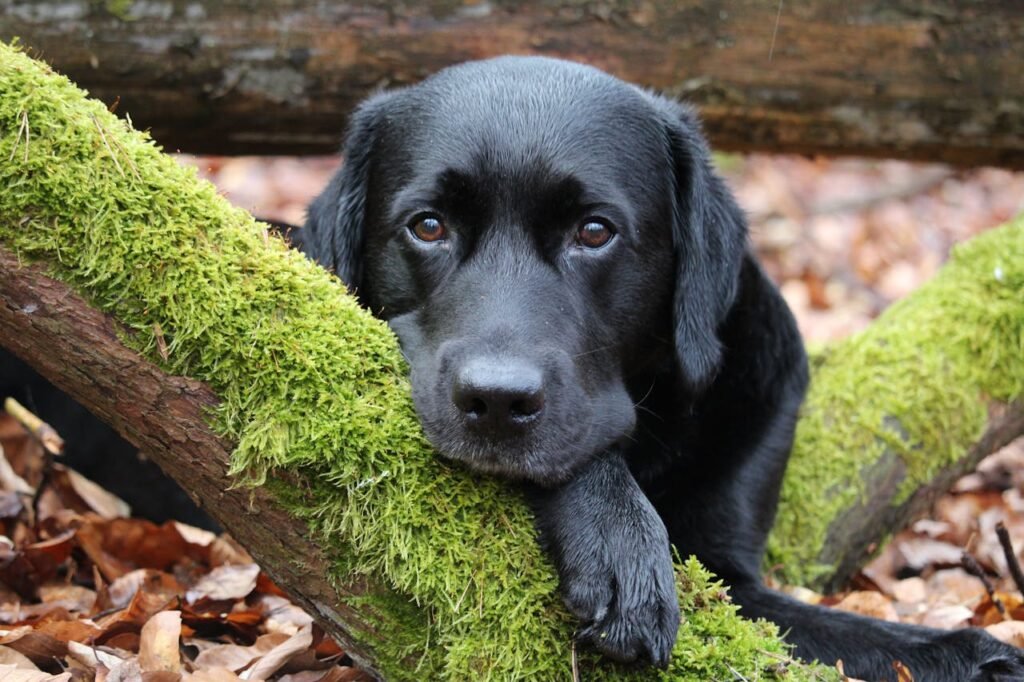 Labrador Futterplan ausgewachsener Hund